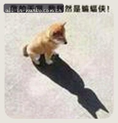 郑强